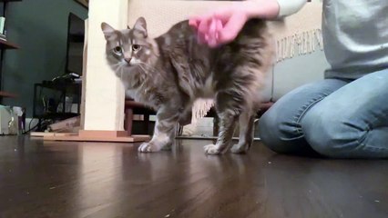 Handsome cat can’t stop checking himself oit