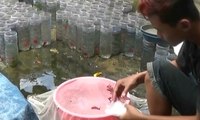 Ikan Cupang Diburu untuk Basmi Jentik Nyamuk DBD, Omzet Peternak naik 40%