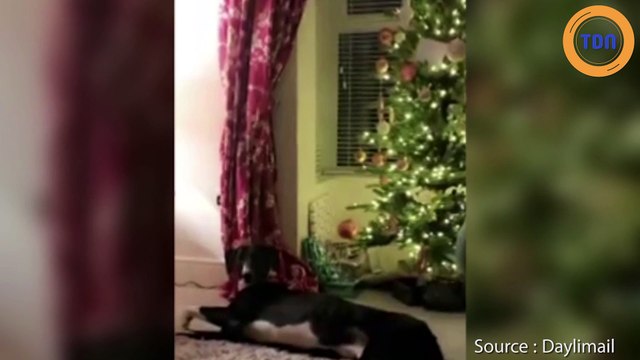 En refuge depuis plus de 500 jours, Hector devient le chien le plus solitaire de Grande-Bretagne !