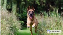 3 Essential Dog Training Tips: Best Advance Dogs Training in Delhi