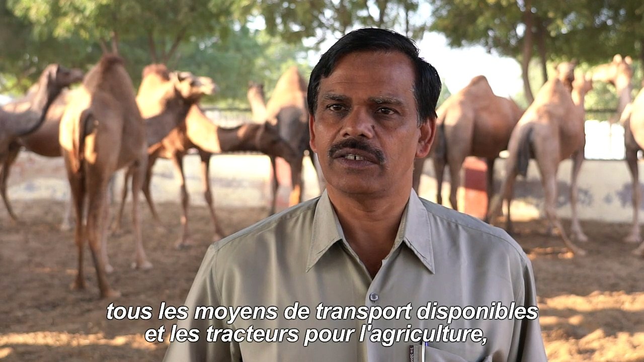 Au Rajasthan, les dromadaires du désert se reconvertissent