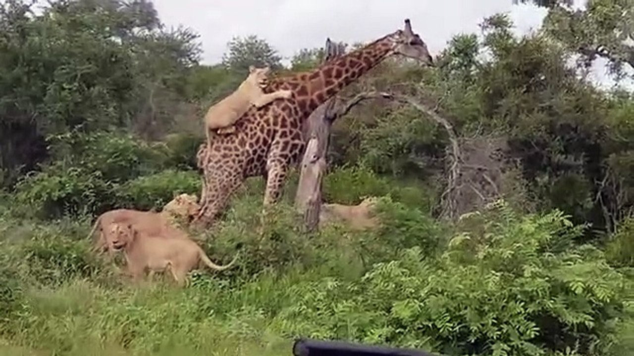 Une girafe résiste à un groupe de lions affamés