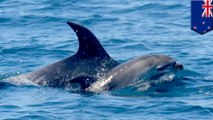 Grieving dolphin carries its lost little one