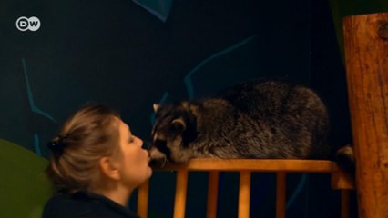 Rakun terapisi ile strese karşı mücadele