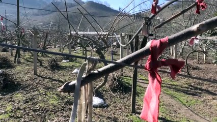 Kivi üretimine ilgi artıyor - ORDU