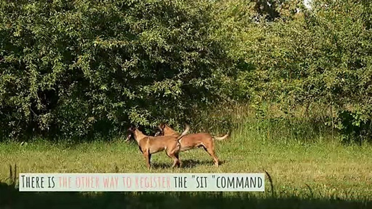 3 Essential Dog Training Tips: Best dogs training service providers in delhi