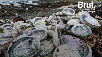 L'ormeau au cœur d'un trafic international