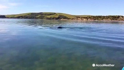 USB footage found in seal poop