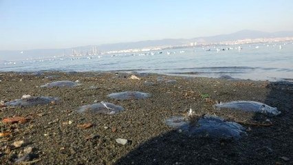 İzmit Körfezi'nde Denizanası İstilası