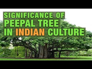 Significance Of Peepal Tree In Indian Culture | Artha