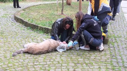 Download Video: Dumandan etkilenen köpek ambulansla hayata döndü