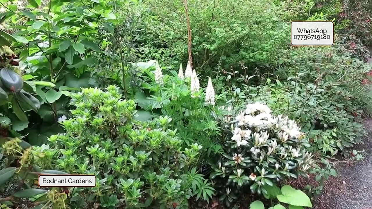 Bodnant Gardens