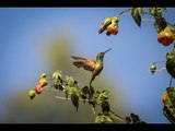 Jardines de colibríes, una iniciativa de conservación