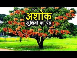 अशोक - खुशियों का पेड़ | अर्था । आध्यात्मिक विचार