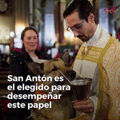 Download Video: ¿Sabes quién es el patrón de los animales?