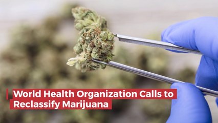 The WHO Wants To Classify Marijuana