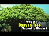 Why is Banyan tree sacred to Hindus?  ARTHA | AMAZING FACTS