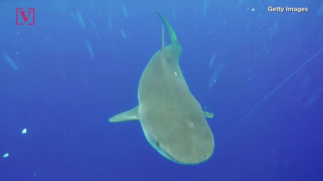 Beach in Hawaii Closed After Shark Attacks Surfer