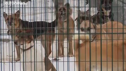 شاهد: تطبيق جديد لتبني الكلاب في ليتوانيا