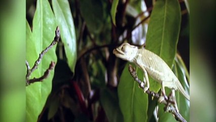 Animals Did It First - How Do Animals Use Weaponry  (Nature Documentary)