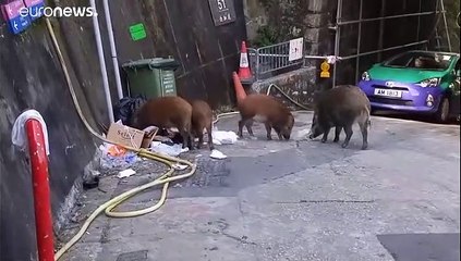 خنازير برية تغزو الشوارع والطرقات في هونغ كونغ