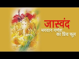 जास्वंद - भगवान गणेश का प्रिय फूल | अर्था । आध्यात्मिक विचार | 2017 गणेश चतुर्थी