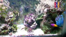 B28- Jack-knife-Fish, lined Seahorse, flame fish Royal Gramma, Neon Goby, Cleaner Shrimp,