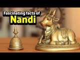 Fascinating facts of Nandi  |  Shiva's Nandi Bail | Artha | AMAZING FACTS