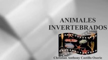ANIMALES INVERTEBRADOS : DOCUMENTAL COMPLETO