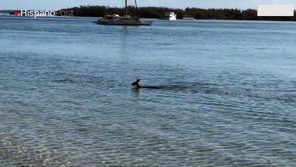 Pilló a canguro dándose un chapuzón en la playa para refrescarse