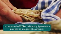 como preparar ostras