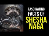 Fascinating facts of Shesha Naga | Nagaraja of serpents | Lord vishnu's loyal devotee | ARTHA