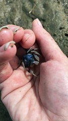 Blue Crab Buries Itself in the Beach