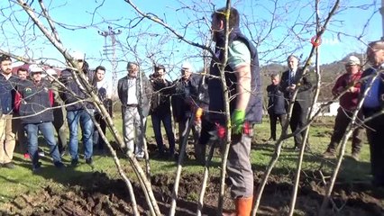Fındık Bahçelerinde Doğru Uygulamalar Verimi Arttırıyor