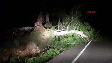 Antalya - Kaş'ta Fırtına Ağaçları Devirdi, Seralara Zarar Verdi