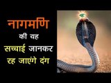 नागमणि की यह सच्चाई जानकर रह जाएंगे दंग  | Nagmani Ke Rahasya | Artha - Amazing Facts