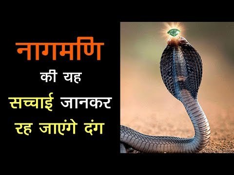 नागमणि की यह सच्चाई जानकर रह जाएंगे दंग | Nagmani Ke Rahasya | Artha - Amazing Facts