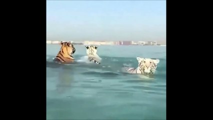 3 tigres nagent en pleine mer et c'est magnifique