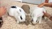 3 lapins aimantés sont inséparables