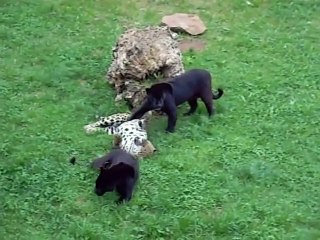 2 panthères et 2 jaguars jouent ensemble