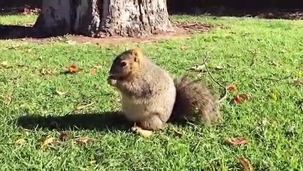 Un écureuil obèse bien trop gourmand