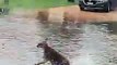 Un kangourou n'a pas vu la grosse flaque à Townsville pendant les inondations