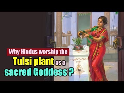 Why Hindus worship the Tulsi plant? | Tulasi Leaves Importance & Health benefits | Artha