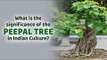 Why Do Hindus Worship The Peepal Tree? | Artha