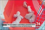 Huacho: bus irresponsable casi mata a perritos