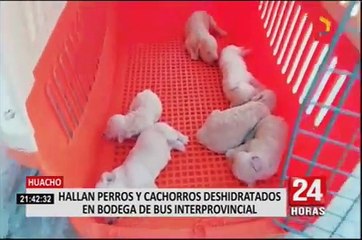 Huacho: bus irresponsable casi mata a perritos