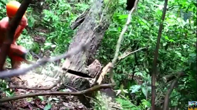 Dangerous Fast Big Tree Felling Cutting Down Latest Turbo ChainSaw Skills Transportation Technology(1)