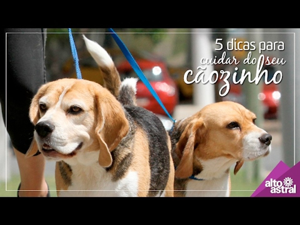 5 dicas para cuidar do seu cãozinho
