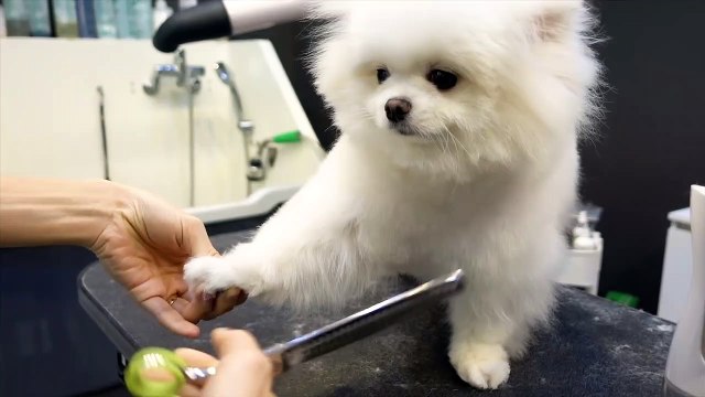 Coiffure d'un chien : il se transforme en une adorable boule de poils !