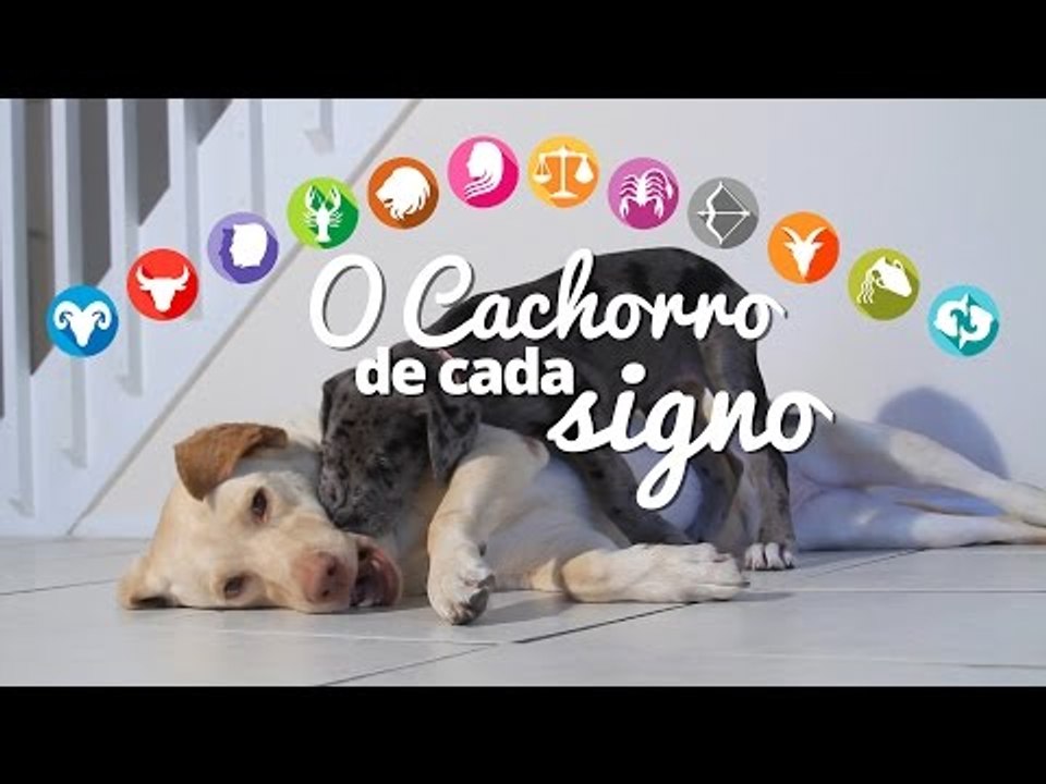 O cachorro de cada signo